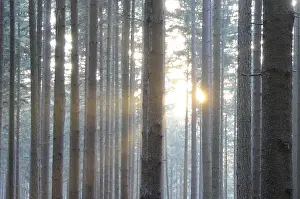 Sunbeams In The Forest Impressions: Sunbeams, forest, rays, tree, trees