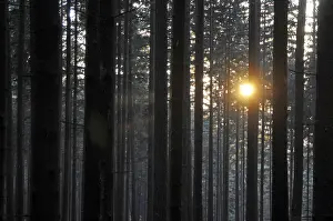Sunbeams In The Woods Impressions: Sunbeams, forest, rays, tree, trees