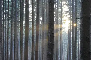 Sunbeams In Forest Impressions: Sunbeams, forest, rays, tree, trees