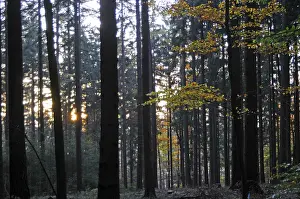 Deserted Woods Impressions: Sunbeams, forest, rays, tree, trees