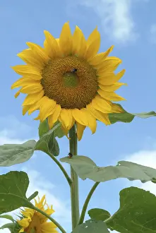 Summer Flowers Impressions: Sunflower