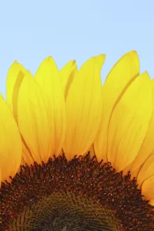 Macro Flower Photography Impressions: Sunflower