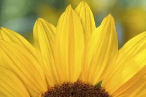 Yellow Blossom Close Up Impressions: Detail of a sunflower