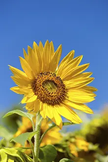 Sunflower Field Impressions: Sunflower