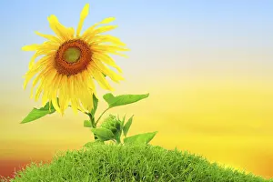 Rural Farming Images Impressions: Sunflower