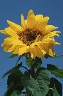 European Botany Impressions: Sunflower