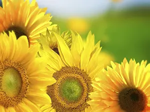 Yellow Flowering Plants Impressions: Sunflowers background