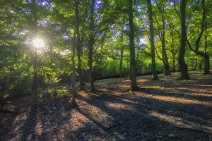 United Kingdom Travel Photography Impressions: Sunrays in the forest in spring in England