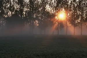 Horizontal Panorama Images Impressions: Sunrays shining through deciduous trees