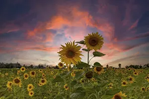 Yellow Flowering Plants Impressions: Sunset