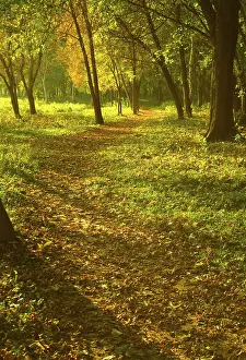 Atmospheric Evening Light Impressions: Sunset forest path