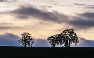 British Countryside Scene Impressions: Sunset over Trees and Fields, England