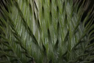 Deserted Thistle Bloom Impressions: Surface of the inflorescence of a thistle