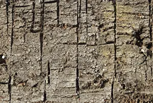 Fossil Energy Source Impressions: Surface of a peat patch with cut furrows