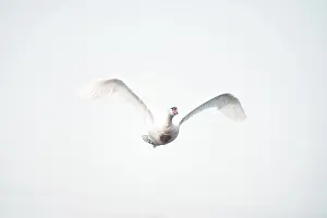 Similis Impressions: Le cygne (Euproctis similis) en vol.