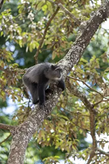 East African Nature Reserves Impressions: Sykes monkey (Cercopithecus mitis) on tree