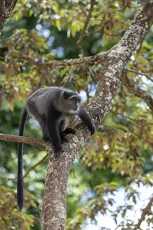 Sykes Monkey Impressions: Sykes monkey (Cercopithecus mitis) on tree
