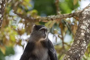 Sykes Monkey Impressions: Sykes monkey (Cercopithecus mitis) on tree