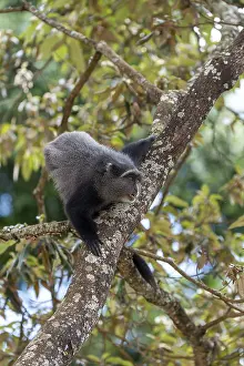 Ngorongoro Crater Impressions: Sykes monkey (Cercopithecus mitis) on tree