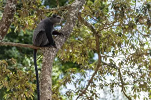 Ngorongoro Crater Impressions: Sykes monkey (Cercopithecus mitis) on tree