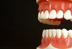 Artificial Teeth Impressions: Teeth
