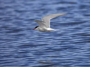 Bird In Mid Air Impressions: Tern in flight