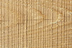 Deciduous Tree Art Impressions: Texture of wood pattern background