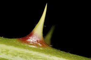 Prickly Plant Impressions: Thorn on a stem