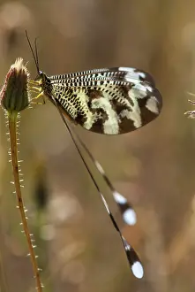 Spanish Insects Impressions: Below thread lacewing, threadlike