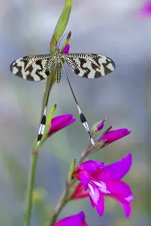 Extremadura Insects Impressions: Below thread lacewing, threadlike