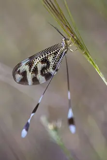 Natural Environment Europe Impressions: Below thread lacewing, threadlike