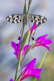 European Natural Environments Impressions: Below thread lacewing, threadlike