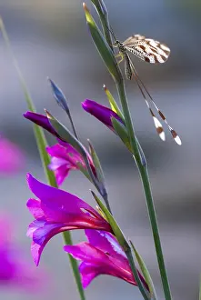Thread Lacewing Impressions: Below thread lacewing, threadlike