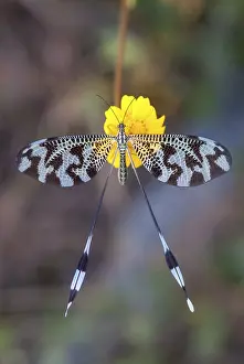 Thread Lacewing Impressions: Below thread lacewing, threadlike