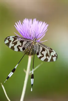 Natural Environments Europe Impressions: Below thread lacewing, threadlike
