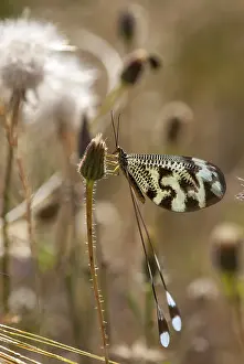 Thread Lacewing Impressions: Below thread lacewing, threadlike