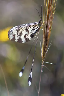 Natural Environment Spain Impressions: Below thread lacewing, threadlike