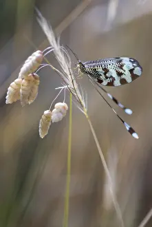 Nemopteridae Species Impressions: Below thread lacewing, threadlike