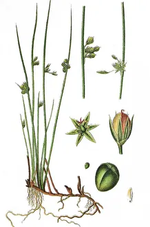 Natural Remedy Herbs Impressions: Thread rush (Juncus filiformis)