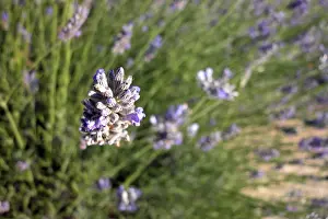 European Landscapes Nature Impressions: Thyme