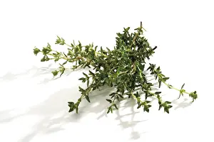 Complementary Medicine Impressions: Thyme (Thymus)