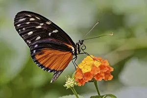 Macro Insect Photography Impressions: Tiger longwing (Heliconius hecale)