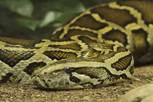 Impressions de Le python tigre (Python molurus), en captivité Python Indien Impressions: Le python tigre (Python molurus), captif.