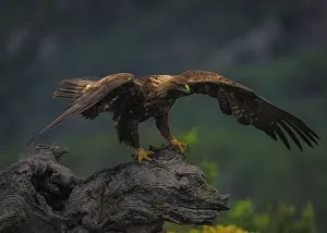 Golden Eagle Spain Impressions: Tiny eagle (Aquila Chrysaetos)