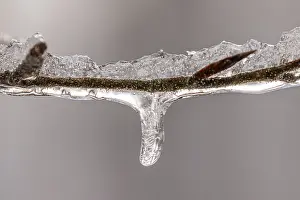 Deserted Waterfront Scene Germany Impressions: Tiny icicles on a beech branch in winter