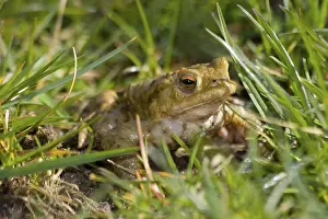 British Fauna Impressions: Toad Emerging From The Grass