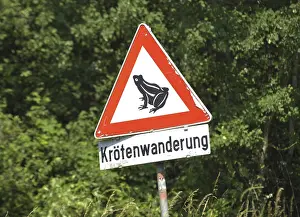 Toad Migration Impressions: Toad migration or frog migration