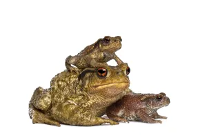 Batrachian Wildlife Pictures Impressions: Three toads, bufo bufo, of different sizes stacking and resting together