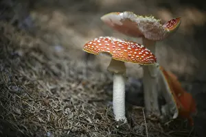Red Toadstool Impressions: Toadstool