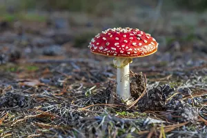 Fly Agaric Mushroom Impressions: Toadstool